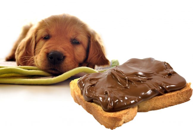 犬　チョコレート　中毒
