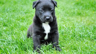 子犬 ワクチン 3回 接種後