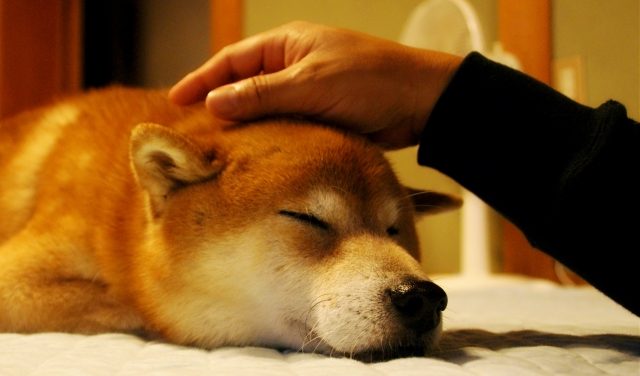 シニア 保険 犬