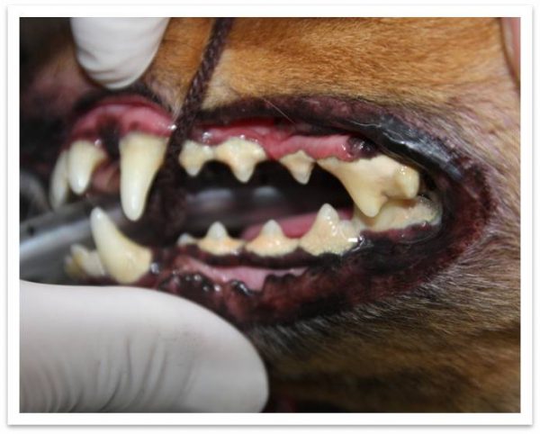 犬　歯周病　歯石