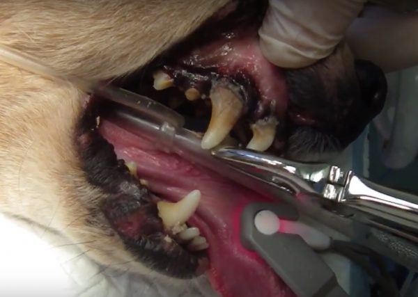 犬 歯周病 原因 症状