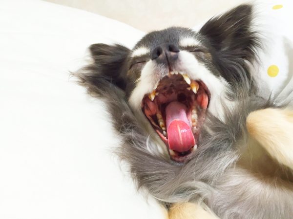 歯周病　犬　治療法